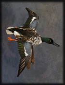 shoveler